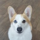 퍼피월드제주 이미지