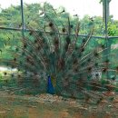 한가라지 이미지