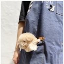 부산강아지분양 유독 이미지