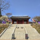 용흥궁공원2(관청리615-1) | 강화 고려궁지 고려산성 북문 벚꽃길 4월 개화 상황