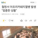 [긴급속보] 철원서 아프리카돼지병 발생 ㄷㄷ 이미지