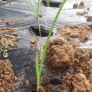 수촌농장 이미지