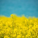 실안소공원 이미지