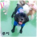 코카 이미지