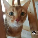 고양이 별 이미지