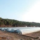 제일농장 이미지