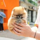 대구애견호텔 애견유치원 모여라솜뭉치 본점 | 대구애견호텔, 체계적 시스템으로 안전하게 맡길 수 있는 : 모여라솜뭉치