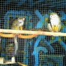 주주(ZOO ZOO) 이미지