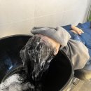 오목교 미용실, 목동 염색 사월쌤 톤다운염색 솔직후기!