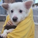 스타켄넬 이미지