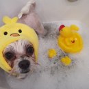 삐삐 펫살롱 이미지