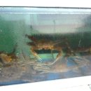 김해대게 이미지