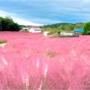 핑크뮬리 이미지