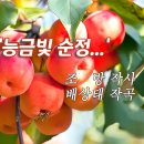 능금빛 순정 / 배호 이미지