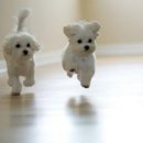 CBS FM ＜아름다운 당신에게＞ - 우리들의 마음을 적시는 클래식 명곡 14곡 이미지