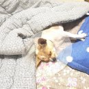 엘케이동물병원 이미지