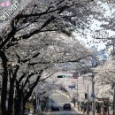 앞산 맛둘레길 경관 | [앞산 벚꽃] 개화상화/벚꽃과 함께 걷는 길, 앞산의 봄을 만나다/이번주말 절정/산책코스/주차정보