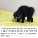 고양이 건강검진 하며 들은 이야기 이미지