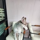 통영반려견 셀프목욕탕 이미지