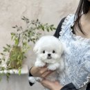 스타24 미니수퍼 | 의정부비숑분양) 미니비숑은 모량이 안좋아요?