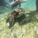 (유)조은환경 | 세부 고래상어 모알보알 세친구투어 오모팩 꿀팁