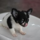 제주 헬로우펫 이미지