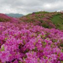 [시즌특집 철쭉 명산 남부 10선] ⑥남원 바래봉 이미지