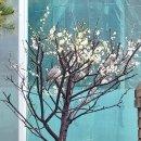 모닝버드 이미지