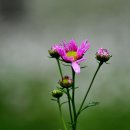 율곡수목원(2) Daum카페