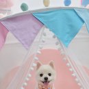 스타애견미용 이미지