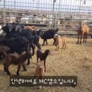 흙염소 농장 이미지