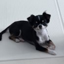 샤워하개 이미지