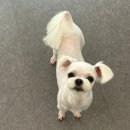 도루몽실 이미지