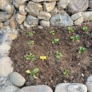 돌담 민박 이미지