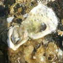 학암연가 이미지