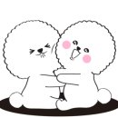 슈나애견미용 이미지