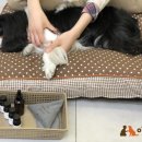 이리온동물병원 - 김포시 초당로61번길 56 | 이리온동물병원