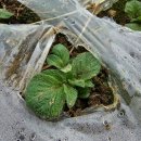 중인농장 이미지