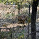 한아름 사슴 농장 이미지