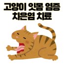 그루밍 나나 | 고양이 잇몸 부음 치은염 원인 증상 및 치료 후기