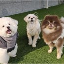 리치펫하우스 이미지