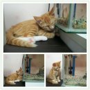 묵이네 냥이 티스토리