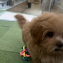 러빙펫(송도점) 이미지