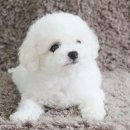토실토실 이미지