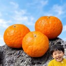 우진관광여행사주 | 제주도 여행 3박4일 코스 우진해장국 함덕해수욕장 제주동문시장 우도근고기