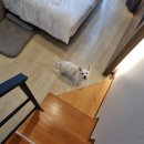 흰돌페리키나치킨 | 평창 라마다 호텔&스위트 애견동반 불만족후기 + 사우나 할인 꿀팁 + 인생 치킨집 추천