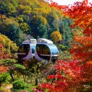 (주)모바일버스 | 경기 화담숲 실시간 단풍 취소표 예약 주차장 셔틀버스 지금 다녀온 후기