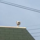 강아지 세상 이미지