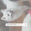 댕댕카 이미지