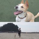 도그동물농장 이미지